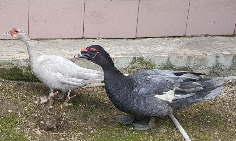  - 0001 rate lesesti matca 2018