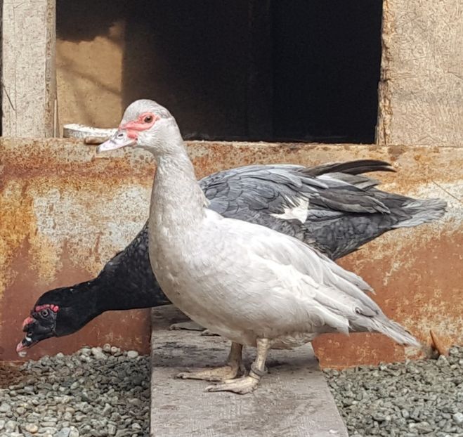  - 0001 rate lesesti matca 2018