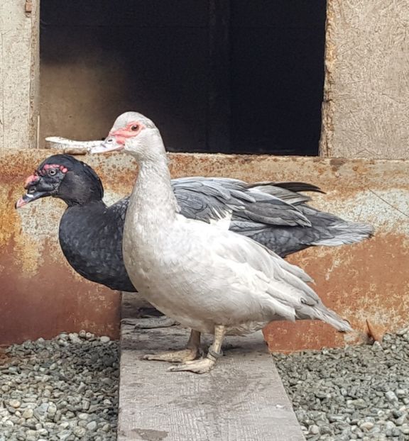  - 0001 rate lesesti matca 2018