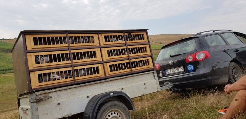  - Remorca transport porumbei