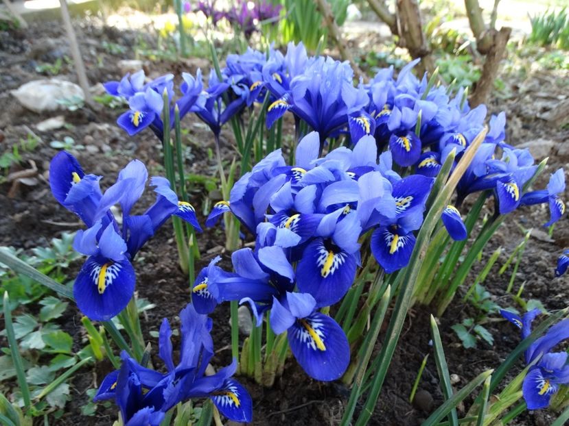 15.03 sunt deschisi toti irisii - b-primavara 2018