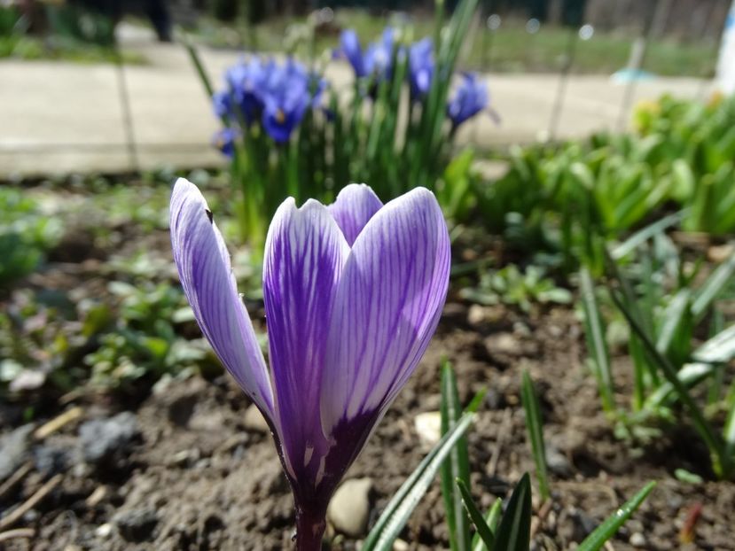 crocusilor nu le-a mers bine - b-primavara 2018