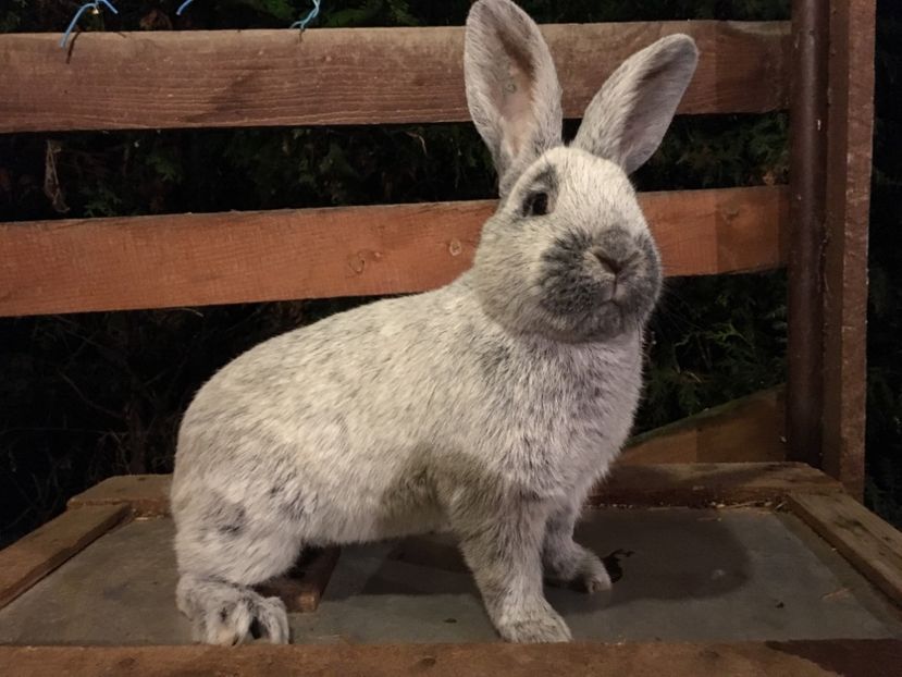 M 1-0 RO 12 10781 - X Iepuri ce i-am avut