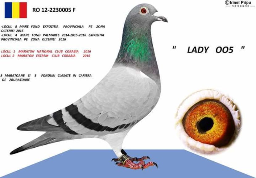 Lady 05 - Femele - Females