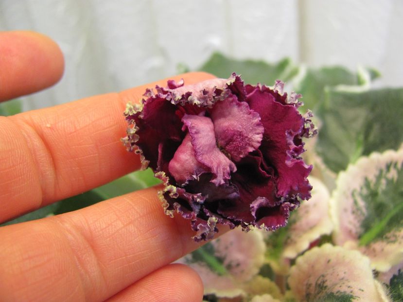  - ZZZ EK Moulin Rouge