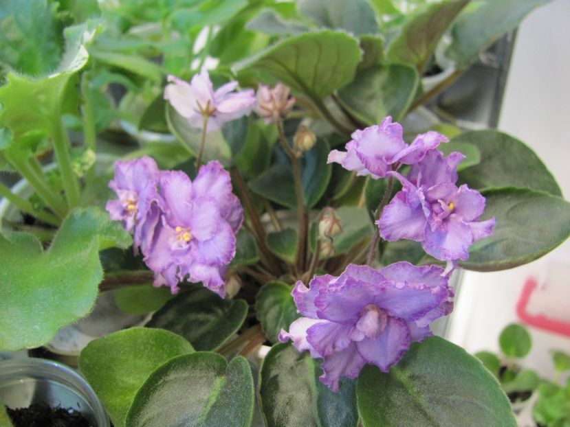  - ZZZRS-Barkhatnyi Nariad trailer