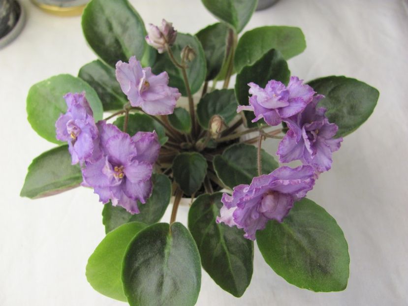  - ZZZRS-Barkhatnyi Nariad trailer