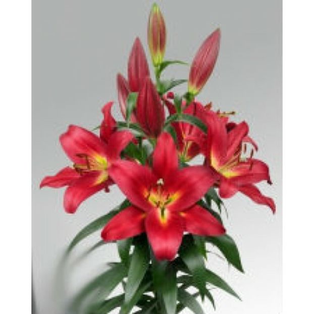 Touchstone - 000Achiziti crini 2018