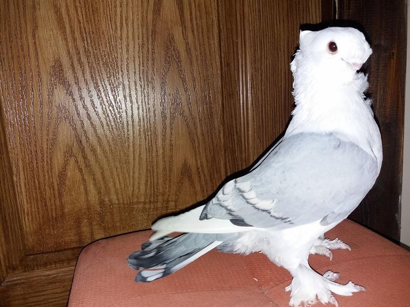  - PESCARUSI ORIENTALI