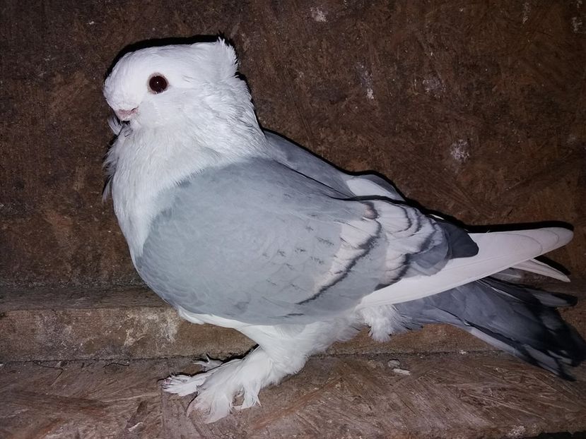  - PESCARUSI ORIENTALI