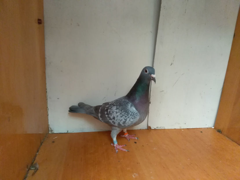 F.2016 - Porumbei  vinduti