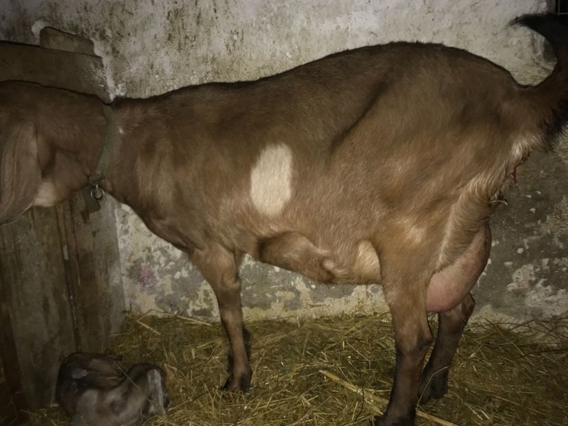 04A9250E-BD36-4087-AF62-598912B70957 - Iezi anglo 2018