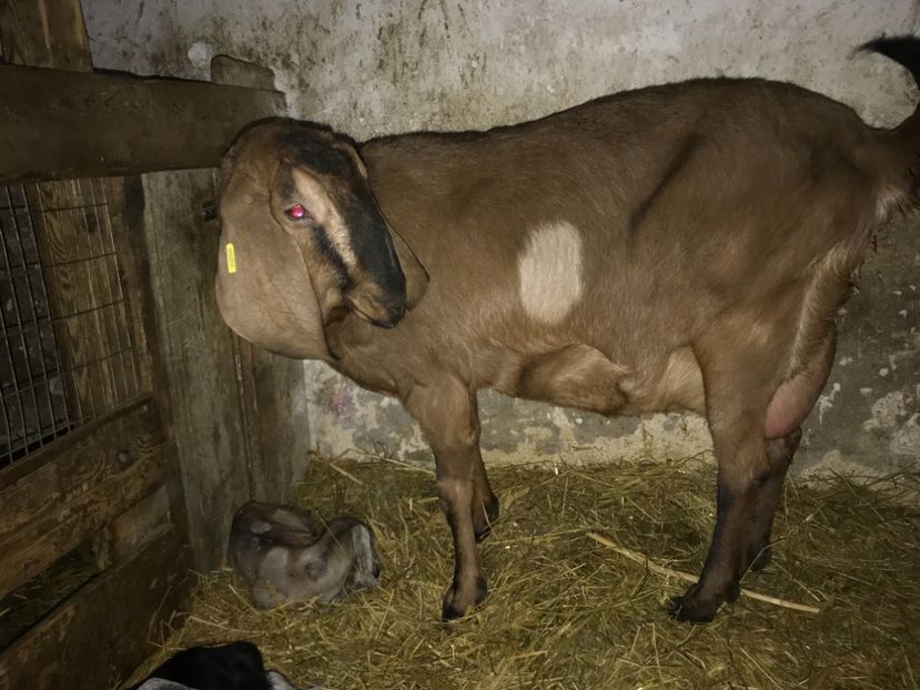 E079D45C-C628-481E-95E1-D6347DE1A981 - Iezi anglo 2018