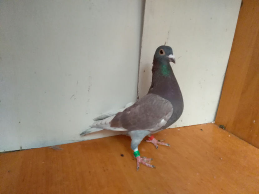 M 2017 - Porumbei  vinduti