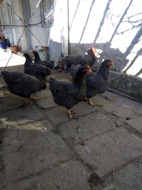  - Plymouth rock barat 2018