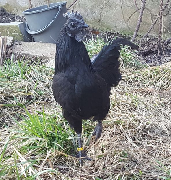  - A- Ayam Cemani 2019-2020