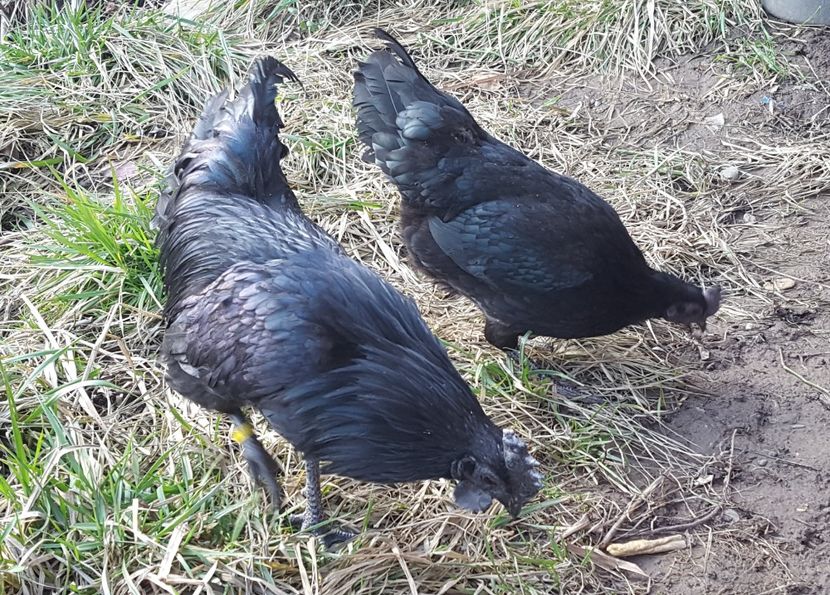  - A- Ayam Cemani 2019-2020