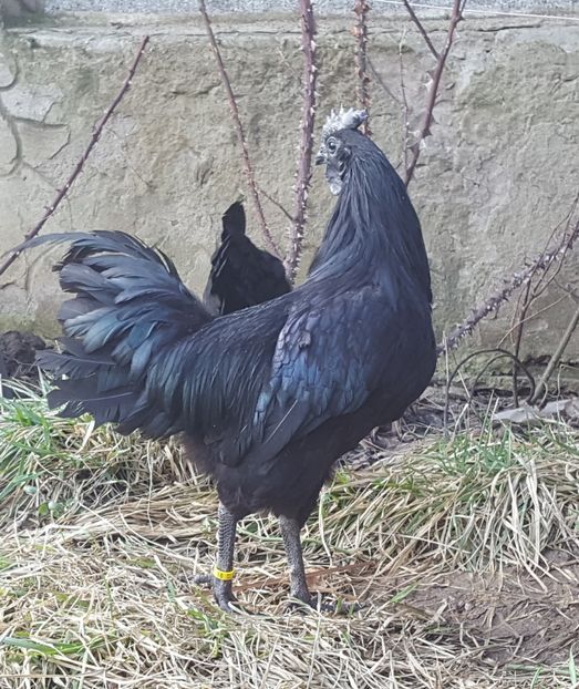  - A- Ayam Cemani 2019-2020