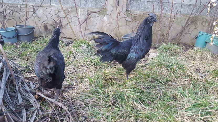  - A- Ayam Cemani 2019-2020
