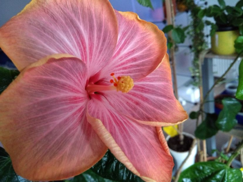  - Tahitian Purple Ripple