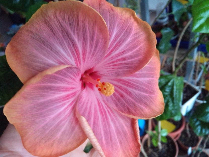  - Tahitian Purple Ripple