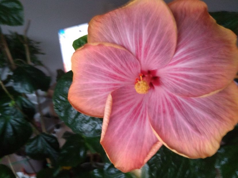  - Tahitian Purple Ripple