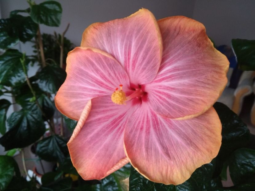  - Tahitian Purple Ripple