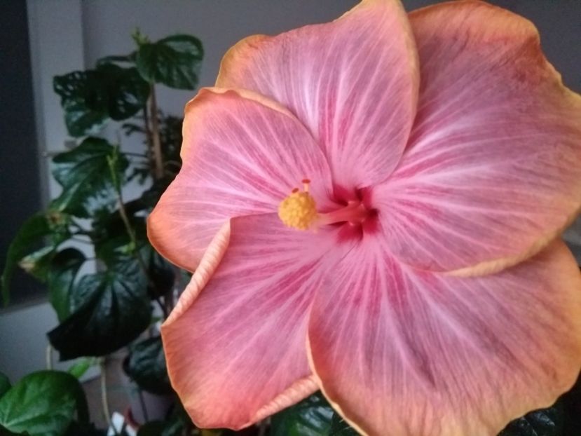  - Tahitian Purple Ripple