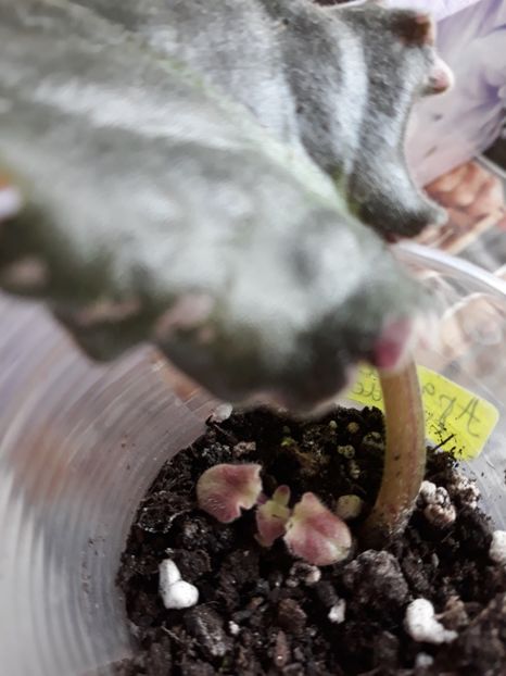 Violeta africană - Violete Africane