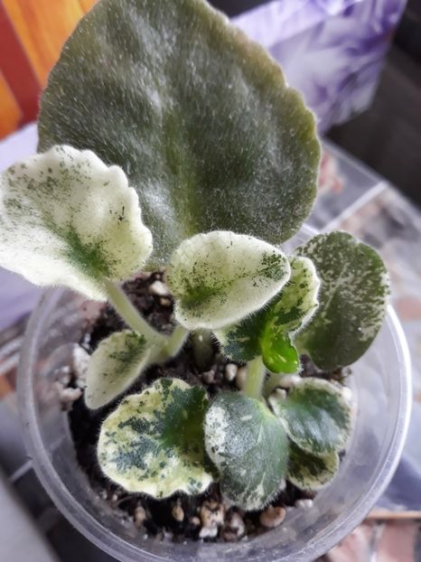 Violeta africană - Violete Africane