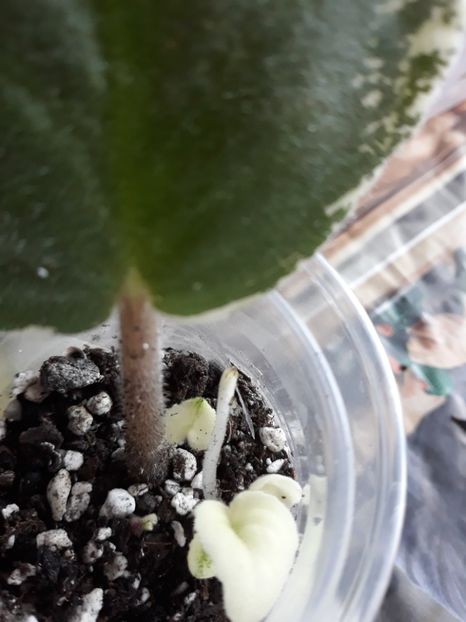 Violeta africană - Violete Africane