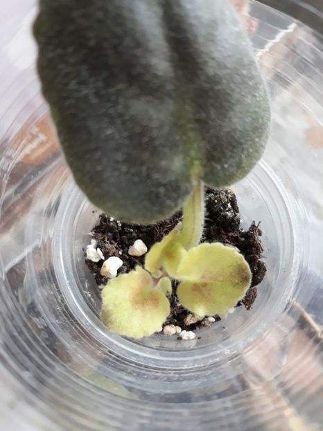 Violeta africană - Violete Africane