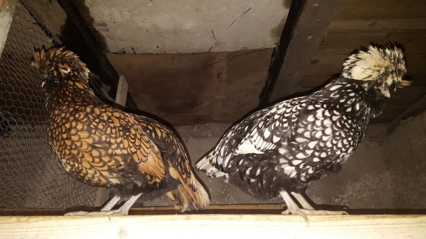  - A- Paduana Argintie 2019-2020