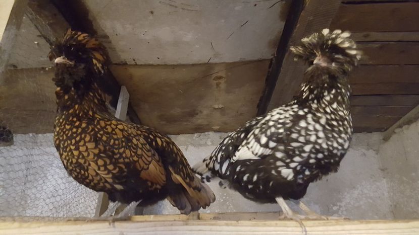  - A- Paduana Argintie 2019-2020