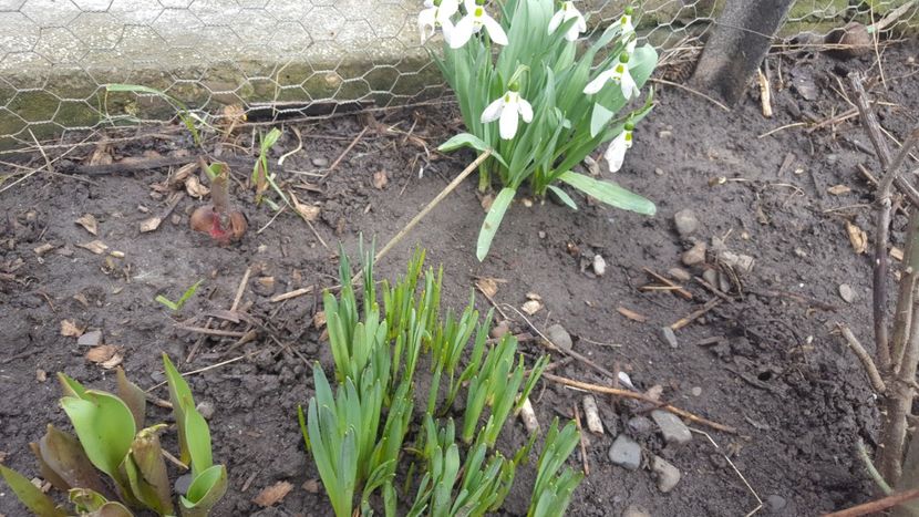  - Flori grădină primăvara 2018