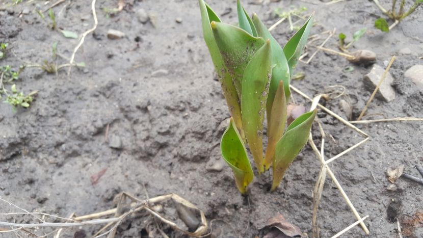  - Flori grădină primăvara 2018