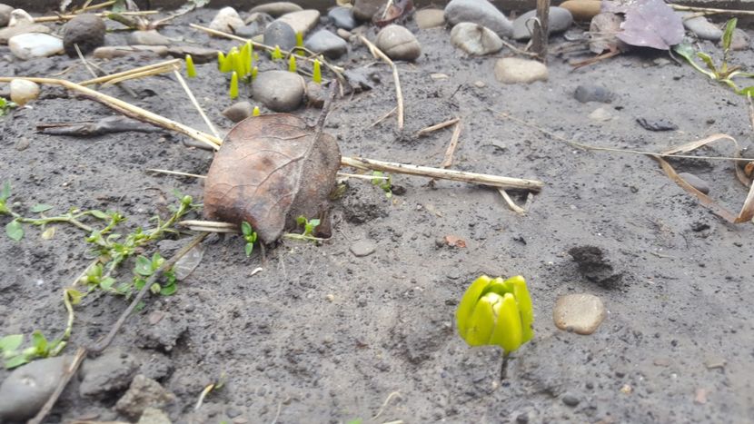  - Flori grădină primăvara 2018