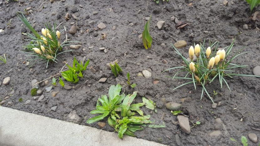  - Flori grădină primăvara 2018