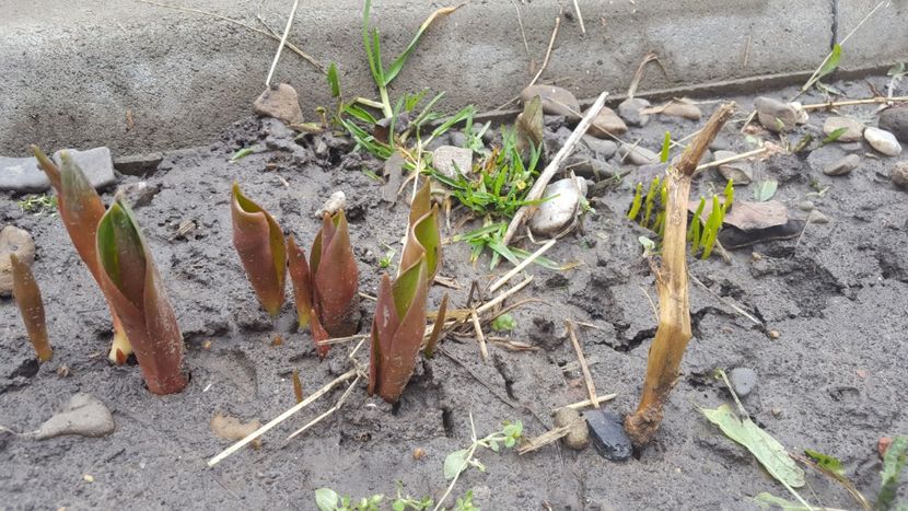  - Flori grădină primăvara 2018