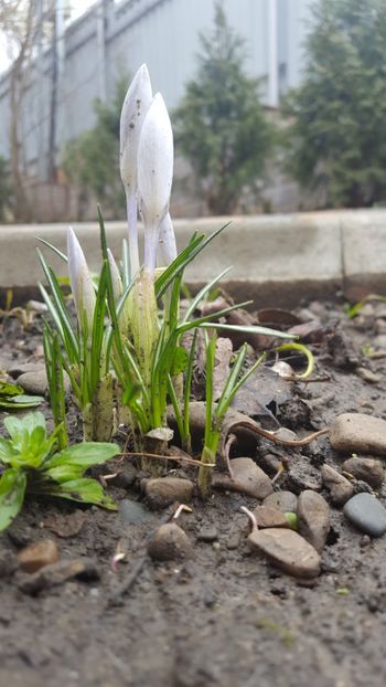  - Flori grădină primăvara 2018