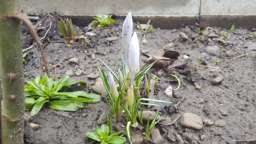  - Flori grădină primăvara 2018