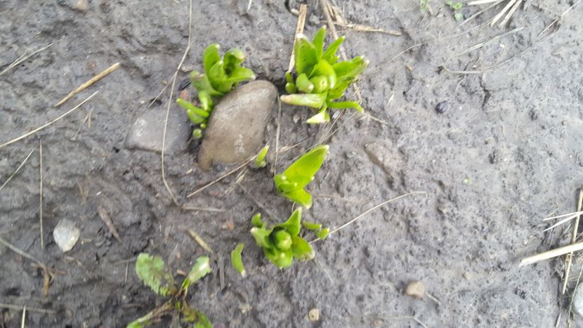  - Flori grădină primăvara 2018