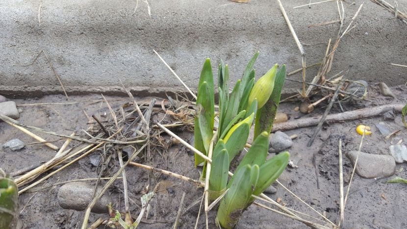  - Flori grădină primăvara 2018