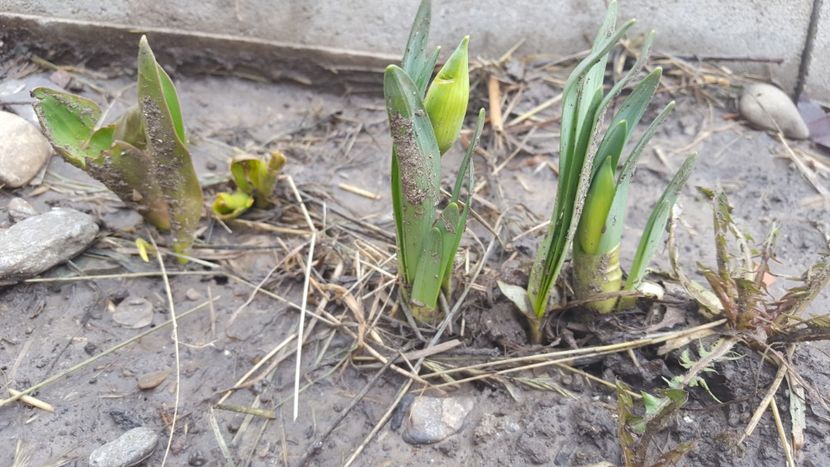  - Flori grădină primăvara 2018