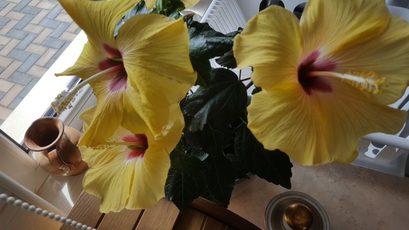  - Hibiscus Adonicus Yellow