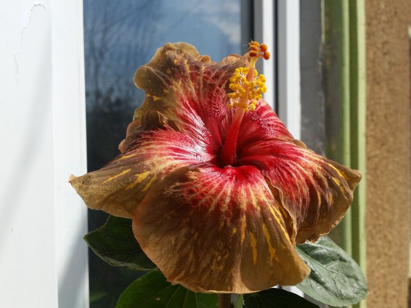  - Hibiscus 2018