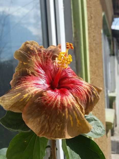  - Hibiscus 2018