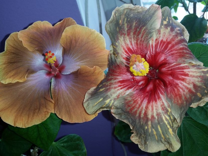  - Hibiscus 2018