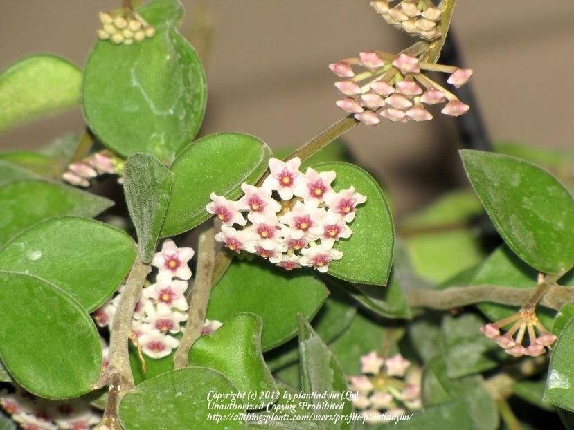 HOYA NUMMULARIOIDES - HOYA NUMMULARIOIDES