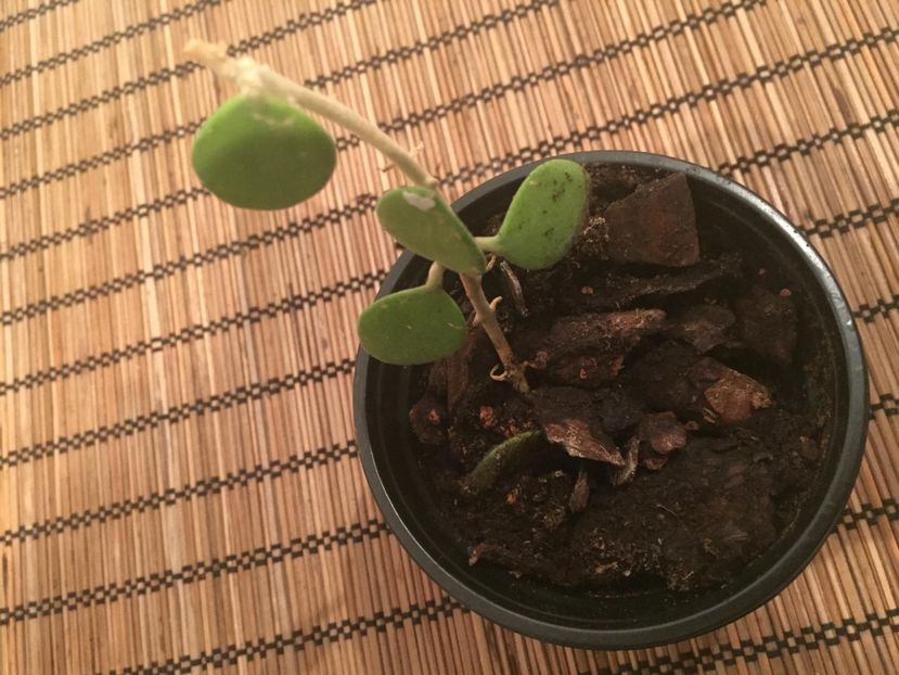 HOYA NUMMULARIOIDES 15 - HOYA NUMMULARIOIDES